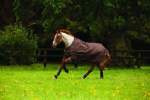 Horseware Amigo Turnout Lite 600D