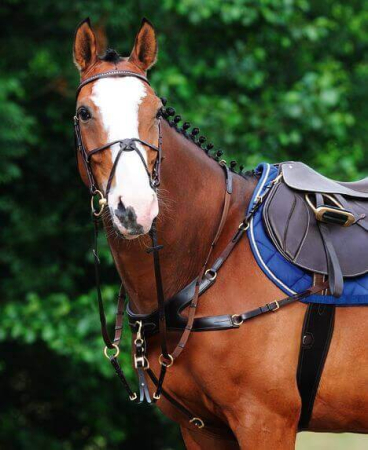 Preview: Passier Vorderzeug AURIGA