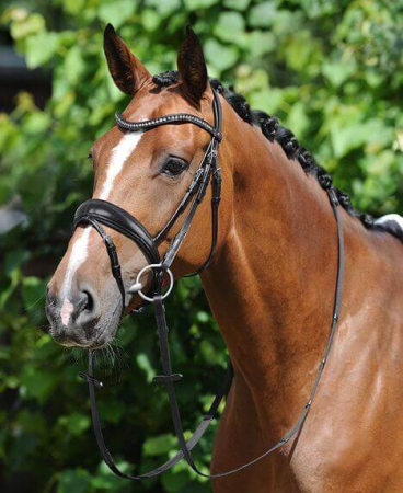 Preview: Passier Trense Atlas