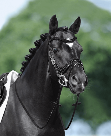 Preview: Passier Trense Apollo